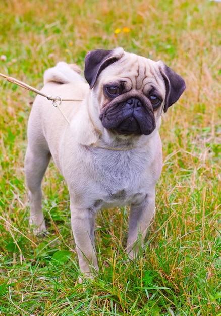 夏の緑の芝生の上の子鹿パグ犬