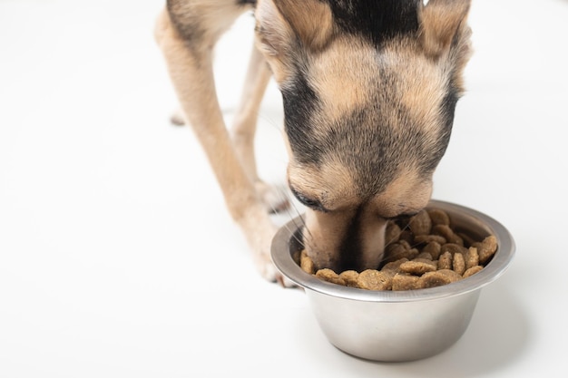 Dog feed Pet eats food from a bowl with an appetite enjoys