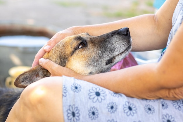 愛人の足元にいる犬女性が犬を愛撫