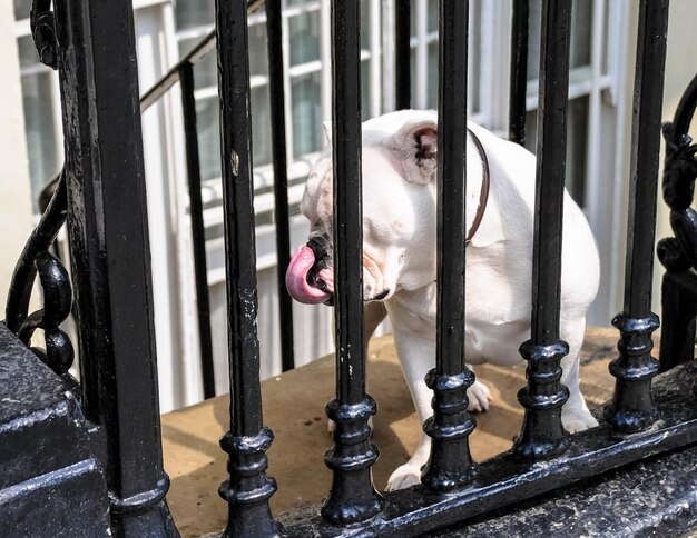 Photo dog behind fence