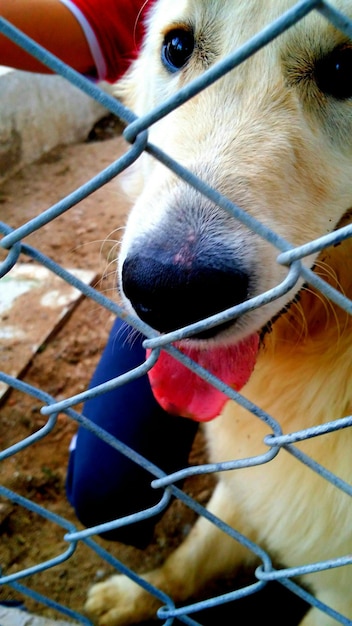 Foto cane dietro la recinzione