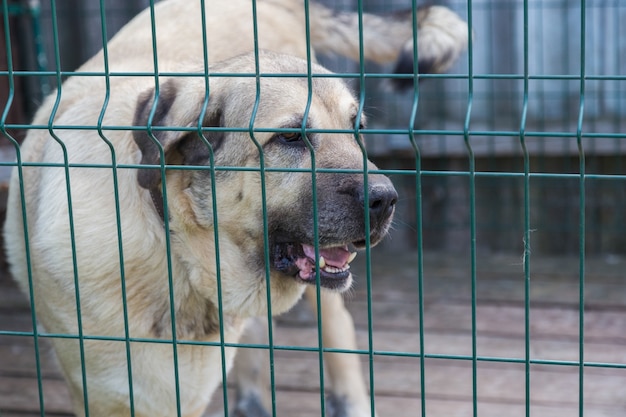 Dog behind the fence