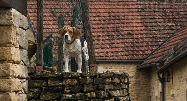 Dog behind fence