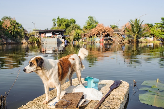 Dog Ferried to Safety on a Flooded Section of Road in Bangkok