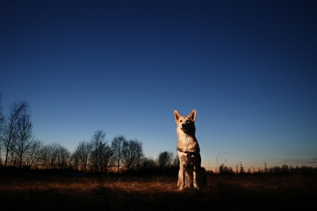 Dog on field against clear sky