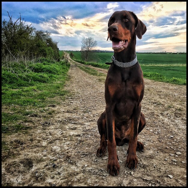 Photo dog on field against cloudy sky