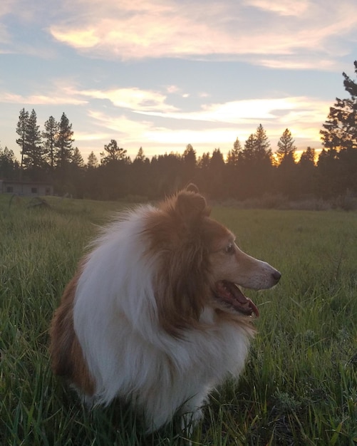 Dog on field against sky during sunset