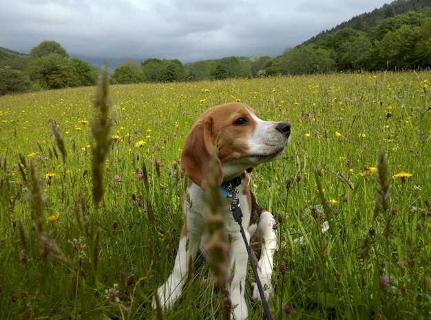 空に照らされた野原の犬