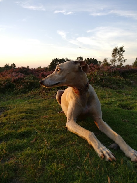 Dog on field against sky