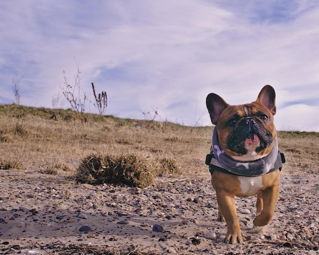 Photo dog on field against sky