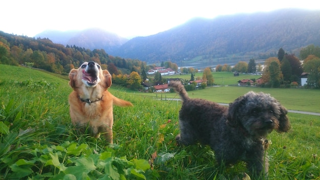 Foto cane sul campo contro il cielo