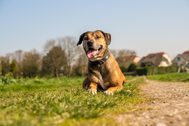 空に向かって野原の犬