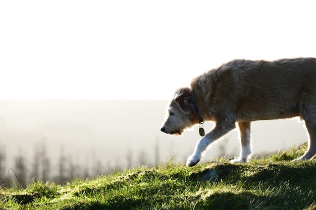 Foto cane sul campo contro il cielo