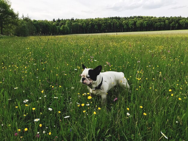 Photo dog on field against sky