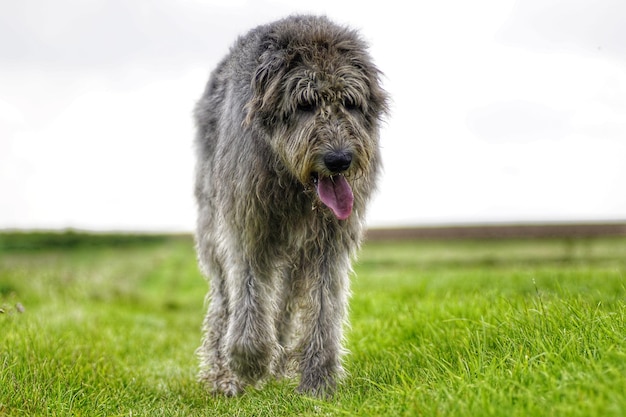 Photo dog on field against sky