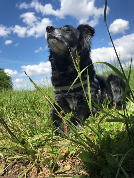 Foto cane sul campo contro il cielo