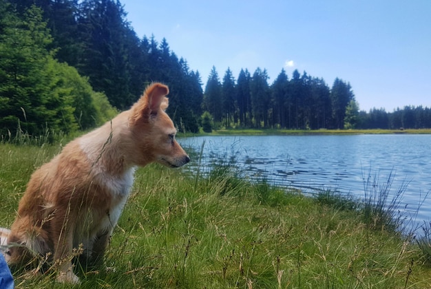 Foto cane sul campo vicino al lago contro il cielo