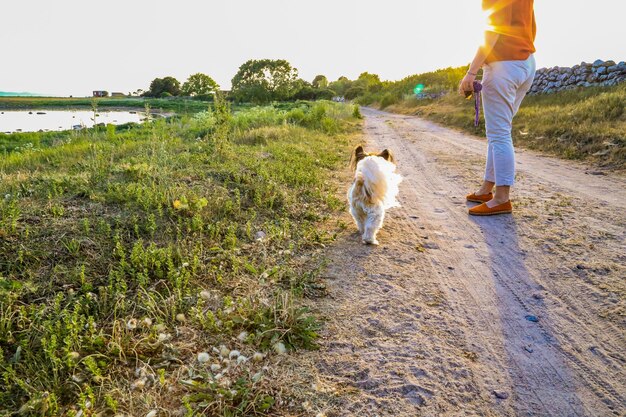 Photo dog on field by road against sky