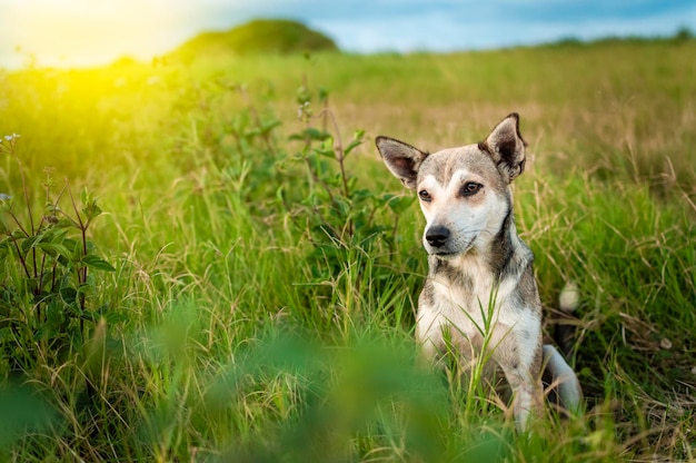 野外での犬コピースペースのある野外での犬のクローズアップ遠くを見ている野外での犬のクローズアップ