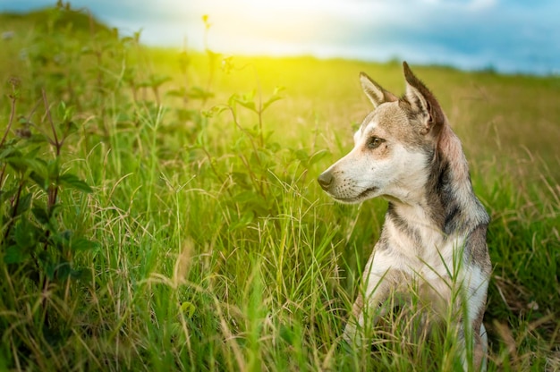 野外での犬コピースペースのある野外での犬のクローズアップ遠くを見ている野外での犬のクローズアップ