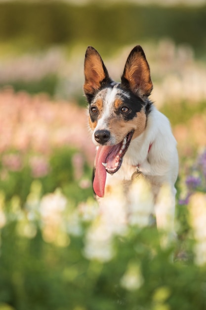 A dog in a field of flowers