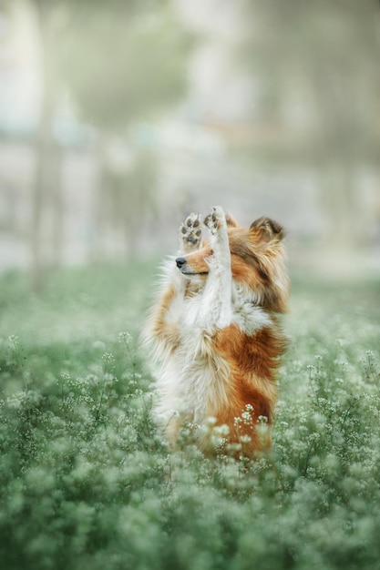 A dog in a field of flowers