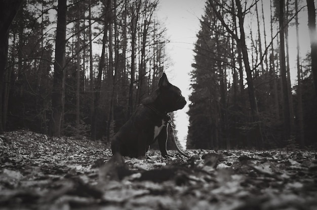 Photo dog on field in forest