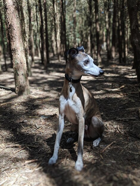 Dog on field in forest