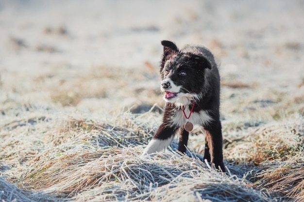 A dog in a field of frost