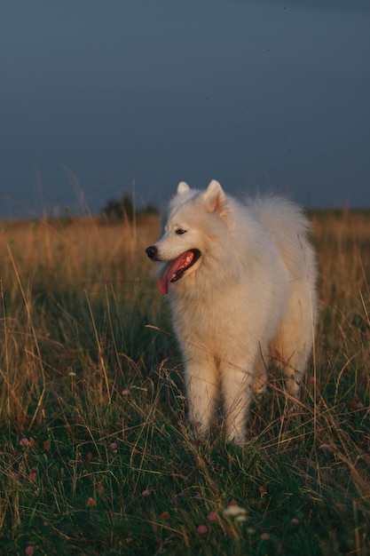 Foto un cane in un campo di erba