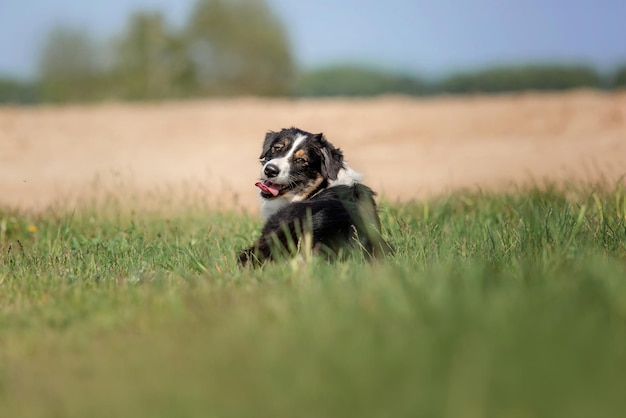 芝生のフィールドにいる犬