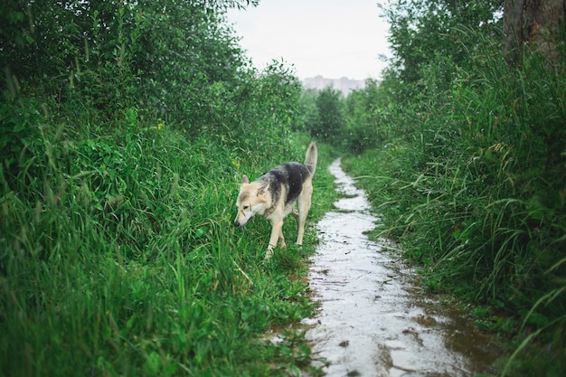 Dog in the field in the rain