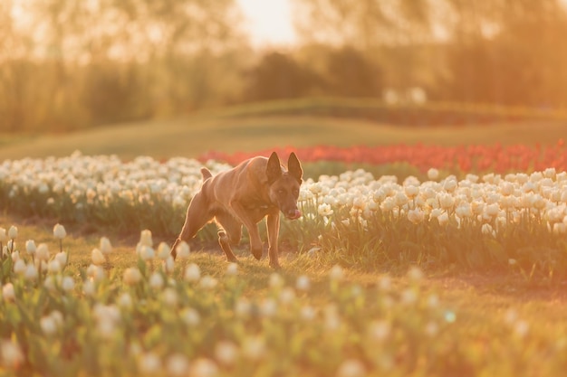 A dog in a field of tulips