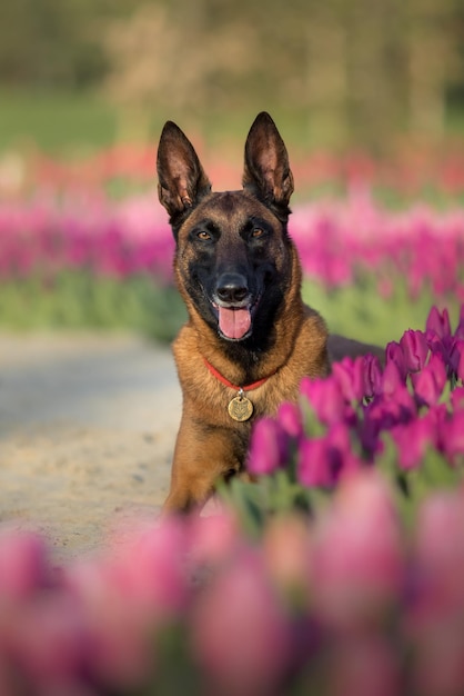 A dog in a field of tulips