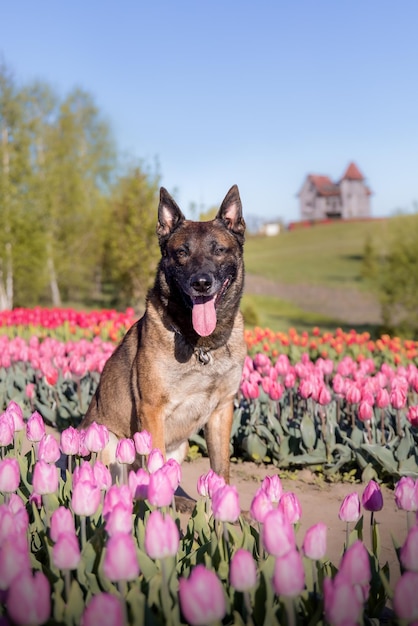 A dog in a field of tulips