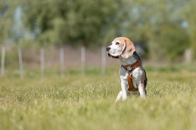 ドッグタグを付けられた野原の犬