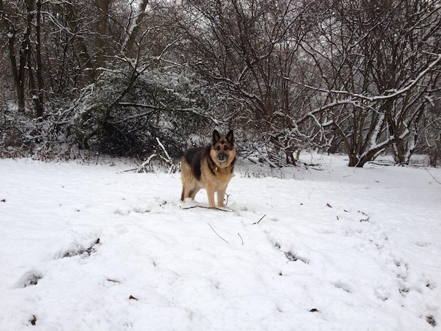 Dog on field