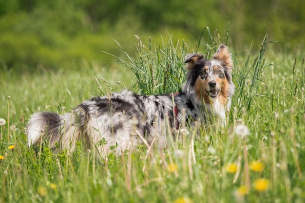 Dog in a field