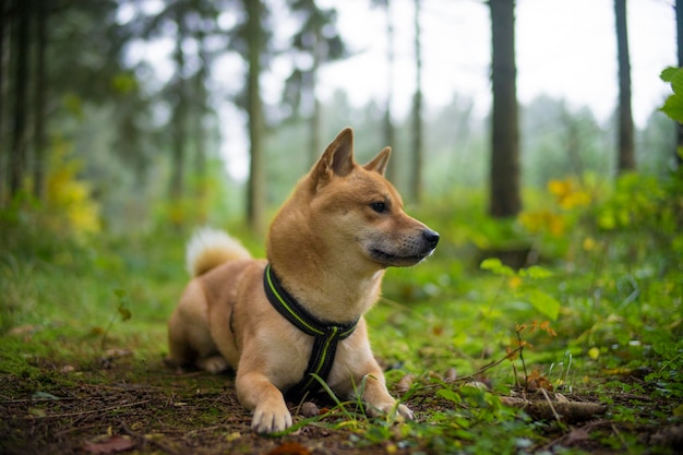 フィールドの犬