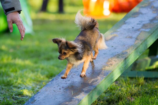 Foto cane sul campo