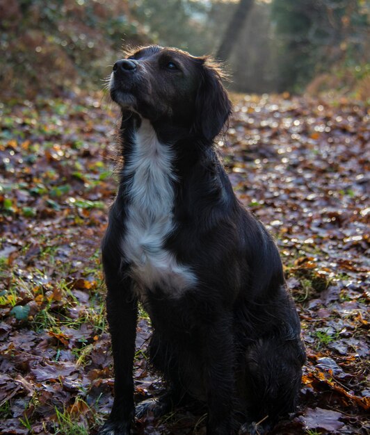 Foto cane sul campo