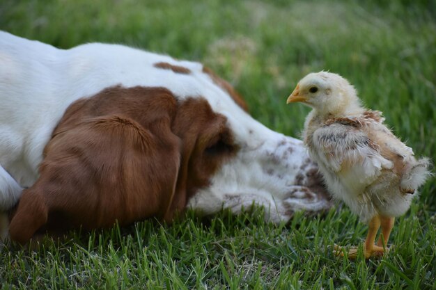 Foto cane in un campo