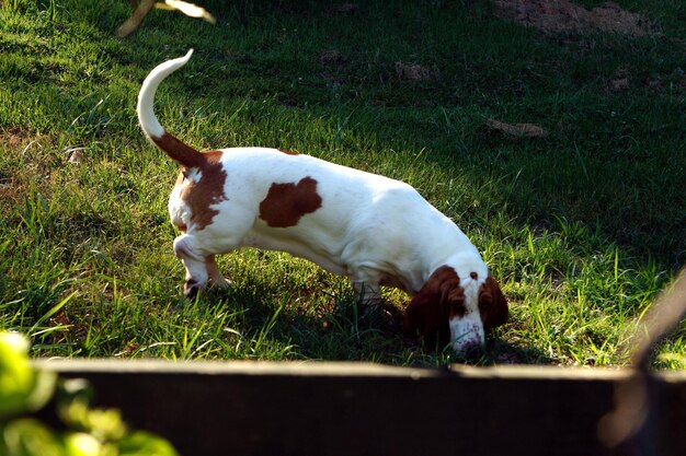 Dog on field