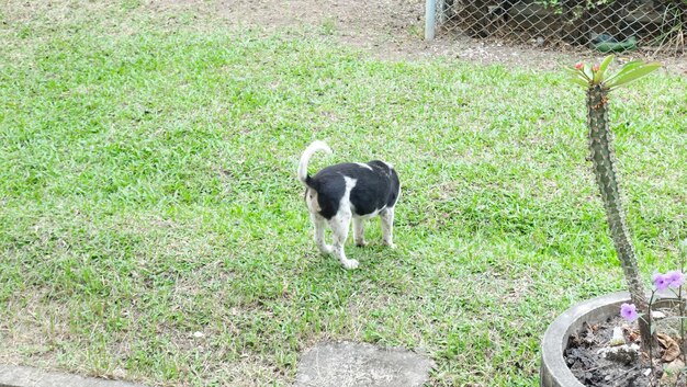 Dog on field