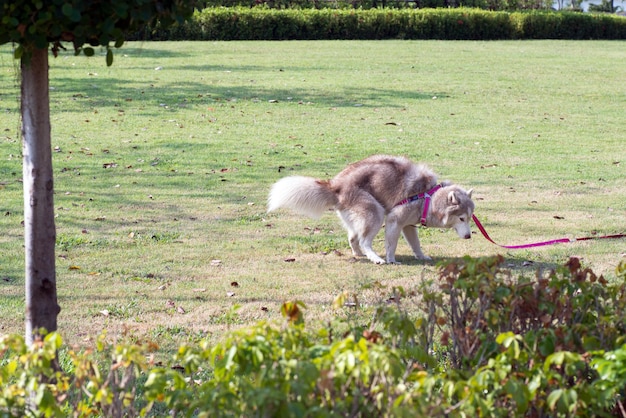 Foto cane sul campo