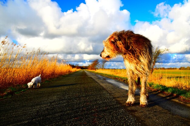 Foto cane in un campo