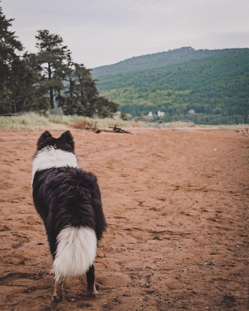 Dog on field