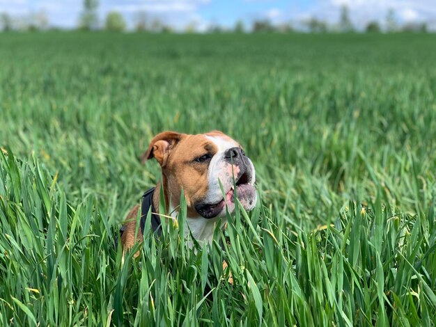 Foto cane sul campo