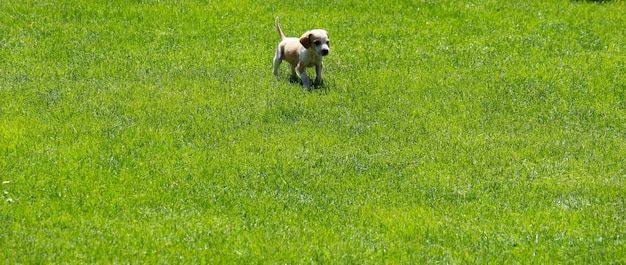 Dog in a field