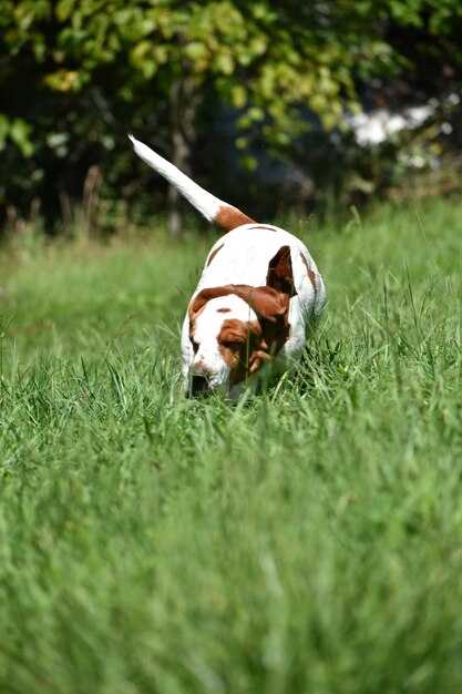 Foto cane sul campo